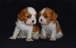 Услуги объявление но. 1402219: Щенки Кавалер Кинг Чарльз Спаниель