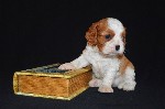 Услуги объявление но. 1402219: Щенки Кавалер Кинг Чарльз Спаниель