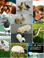 События, концерты объявление но. 1404197: Детские праздники.Аниматоры.спектакли.контактный зоопарк (выездной)