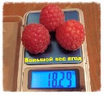 Растения объявление но. 1411173: Саженцы малины