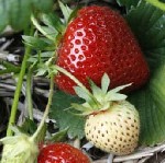 Растения объявление но. 1412513: Рассада клубники