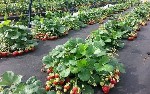 Растения объявление но. 1412513: Рассада клубники