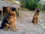 Услуги объявление но. 1414656: Щенки немецкой овчарки