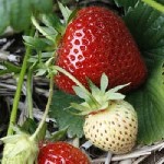 Растения объявление но. 1421185: Купить рассаду клубники