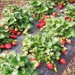 Растения объявление но. 1421185: Купить рассаду клубники