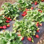 Растения объявление но. 1426768: Купить саженцы клубники в питомнике