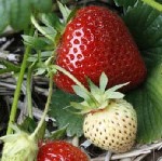 Растения объявление но. 1426768: Купить саженцы клубники в питомнике