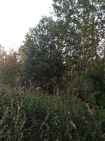 Продам участок объявление но. 1430293: Продается земельный участок площадью 12 соток, Московская обл., Одинцовский район, пос. НИИ Радио