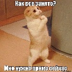 Услуги ветеринара объявление но. 1431349: Стрижки собак и кошек в салоне и на дому