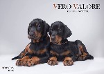 Питомник Vero Valore предлагает к продаже щенков добермана , окрас черно-подпалый и коричнево-подпалый. Дата рождения 29. 07. 2018. Обеспечены соответствующим пакетом документов КСУ. Прошли весь курс  ...