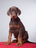 Собаки, щенки объявление но. 1469267: Щенки добермана