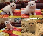Услуги объявление но. 1471829: Породные шотландские дети