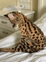 Продам домашних Серввлов.
Ручные малыши домашние сервалята.
Подходят для домашнего содержания.
Рождены наши Сервалы вневоле.
С детства выкормлены людьми.
Есть мальчики и девочки.
Разного возраст ...