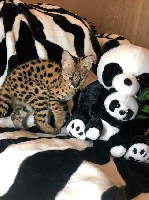 Услуги объявление но. 1484363: Сервал купить можно у нас, продам сервалят