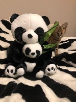 Услуги объявление но. 1484363: Сервал купить можно у нас, продам сервалят