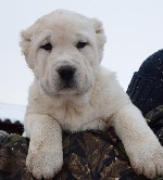 Племенной питомник "Аз Марал" предлагает к продаже щенков высокого класса от производителей проверенных по потомству. Щенки с перспективой для выставок и племенного использования. Все подробности при  ...