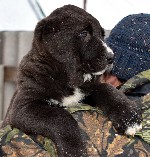 Услуги объявление но. 1484768: Щенки Среднеазиатской овчарки (Алабай)