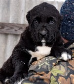 Услуги объявление но. 1484768: Щенки Среднеазиатской овчарки (Алабай)