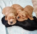 Продаются щенки английского кокер спаниеля от титулованных родителей с родословной. Рождены 21 ноября 2018 г.
выверенный, уравновешенный характер. 4-е поколение. мужская линия из Самарского питомника ...