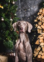 Питомник Hunting Collection предлагает щенков веймаранера от очень красивой титулованной пары. Дата рождения 05.07.2018г. Свободны для продажи 3 девочки и 1 мальчик. Все щенки отличаются уравновешенны ...