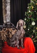 Услуги объявление но. 1493524: Щенки Веймаранера от титулованной пары