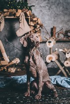 Услуги объявление но. 1493524: Щенки Веймаранера от титулованной пары