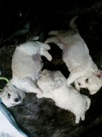 Продаются очаровательные щенки Бишон Фризе. Дата рождения: 20/11/18. К моменту продажи будут иметь пакет документов, ветпаспорт, клеймо и прививки. ...