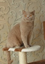 Кошки, котята объявление но. 1495627: Британский кот