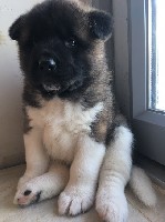 Предлагаются на продажу щенки Американской Акиты от ярчайших представителей породы. Есть мальчики и девочки разного окраса. На любой вкус! Малыши уже готовы переехать в самые любящие семьи. Безопасную ...