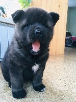 Услуги объявление но. 1500516: Американская Акита, щенки