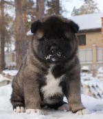 Услуги объявление но. 1500516: Американская Акита, щенки