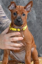 Свободны к продаже девочки Тайского риджбека. Дата рождения 27.11.2018г. от красивой красной пары. Для шоу выставок и в качестве домашних любимцев. Все щенки актированы, чипированы и имеют полный паке ...