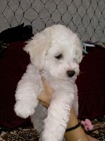 Продаются щенки Бишон Фризе. Осталось 2 щенка. Документы РКФ, клеймо, прививки, всё есть.Бишон фризе завоевывают сердца людей своим нежным, живым, любознательным характером и забавным видом. Эти игрив ...