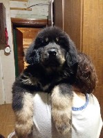 Продажа щенков тибетского мастифа голубого и черно-подпалого окраса 18.11. 2018 г.р. Европейский тип. Отец вывезен с Тибета. Родители и щенки проверены по здоровью и курируются ветеринарным врачом. До ...