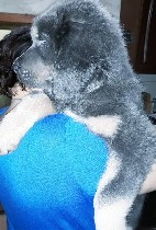 Услуги объявление но. 1528679: Щенки Тибетского мастифа