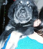 Услуги объявление но. 1528679: Щенки Тибетского мастифа