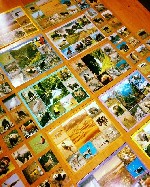 Для дошкольников объявление но. 1530514: Развивающая игра "Зоологическое лото" на 5 языках