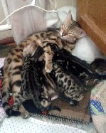 Бенгальские котята от международного чемпиона ждут своих любящих мам и пап. В помете три девочки очень редкого окраса марбл браун и два мальчика розетка на золоте. Дата рождения котят 30.12. 2018. Ест ...