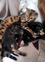 Услуги объявление но. 1532491: Котята Бенгальской породы яркого эффектного окраса