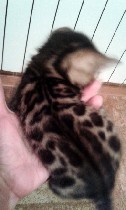 Услуги объявление но. 1532491: Котята Бенгальской породы яркого эффектного окраса