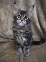 Предлагаются к продаже шикарные котята породы Мейн-кун от титулованных родителей. Дата рождения 14.12.18. Два мальчика окраса черный мрамор и две девочки окраса черный черепаховый мраморный. Малыши им ...