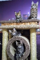 Услуги объявление но. 1534456: Котята Мейн-куна