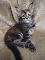 Услуги объявление но. 1534456: Котята Мейн-куна