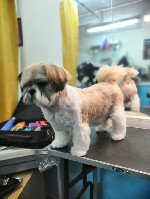 Профессиональная стрижка кошек и собак(тримминг). К Вашим услугам все виды стрижек для Вашего Любимца учитывая форму тела, структуру шерсти и ваши пожелания, а так же стрижка когтей, обработка ушей, с ...