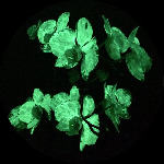 Растения объявление но. 1541924: Светящиеся живые цветы своими руками, флористика