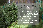 Растения объявление но. 1543849: Поставки саженцев из Кыргызстана-Голубая Ель,Пихта и т.д.