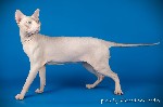 Кошки, котята объявление но. 1547254: Племенной котик донского сфинкса