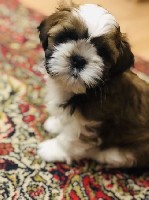 Услуги объявление но. 1548519: Породные щенки ши тцу