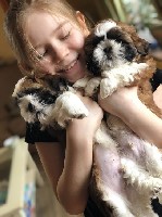 Услуги объявление но. 1548519: Породные щенки ши тцу