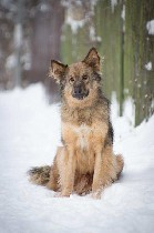 Пёс Мишка двух лет в поиске самого лучшего человека. Кастрирован. Привит. Поцелуйкин и ласкуша. Ладит с кошками. Отлично ездит в машине. Хорошо гуляет на поводке. Не агрессор. Аллергик- по этому ему н ...